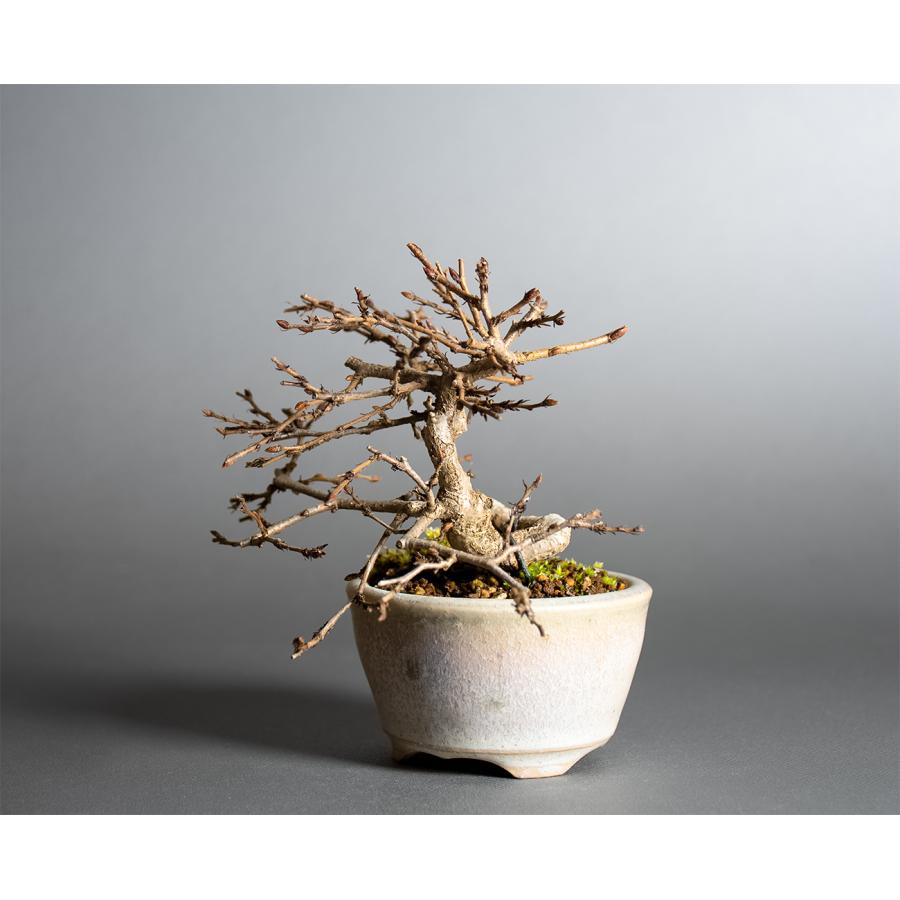 イワシデ盆栽 (岩四手盆栽) ミニ盆栽 イワシデ盆栽 岩四手（いわしで・岩四手盆栽）小さな盆栽