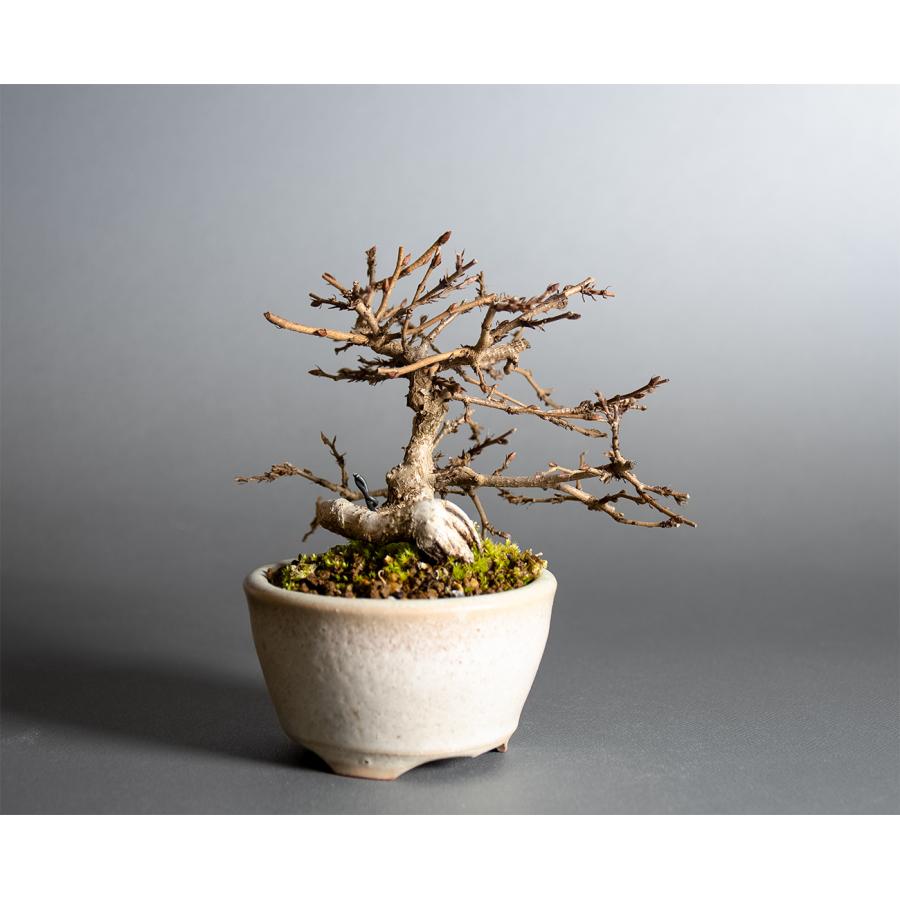 イワシデ 小品盆栽 ミニ盆栽 雑木 半懸崖 曲付き 紅葉がきれい