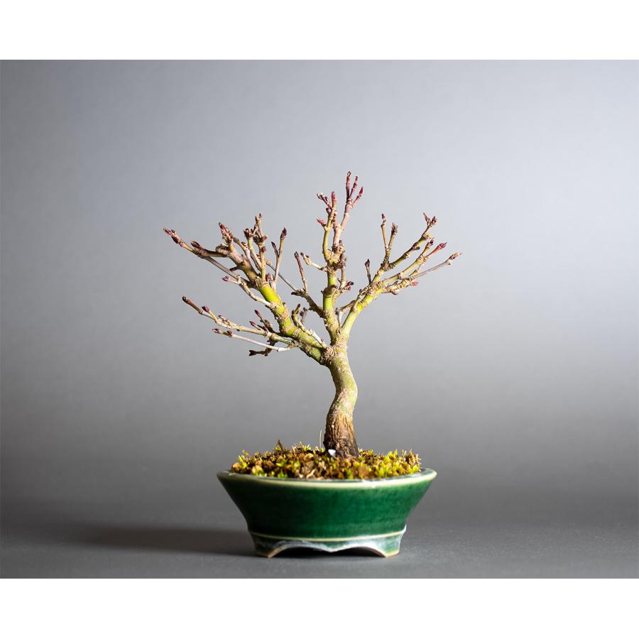 盆栽 カガヤキモミジ盆栽 紅葉（輝紅葉 ミニ盆栽）小品盆栽 4389 : e