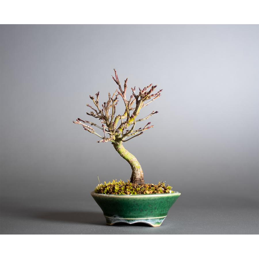 盆栽　カガヤキモミジ盆栽　紅葉（輝紅葉 ミニ盆栽）小品盆栽　4389 |  | 02