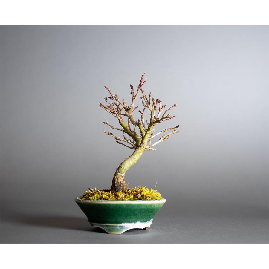 盆栽　カガヤキモミジ盆栽　紅葉（輝紅葉 ミニ盆栽）小品盆栽　4389 |  | 03