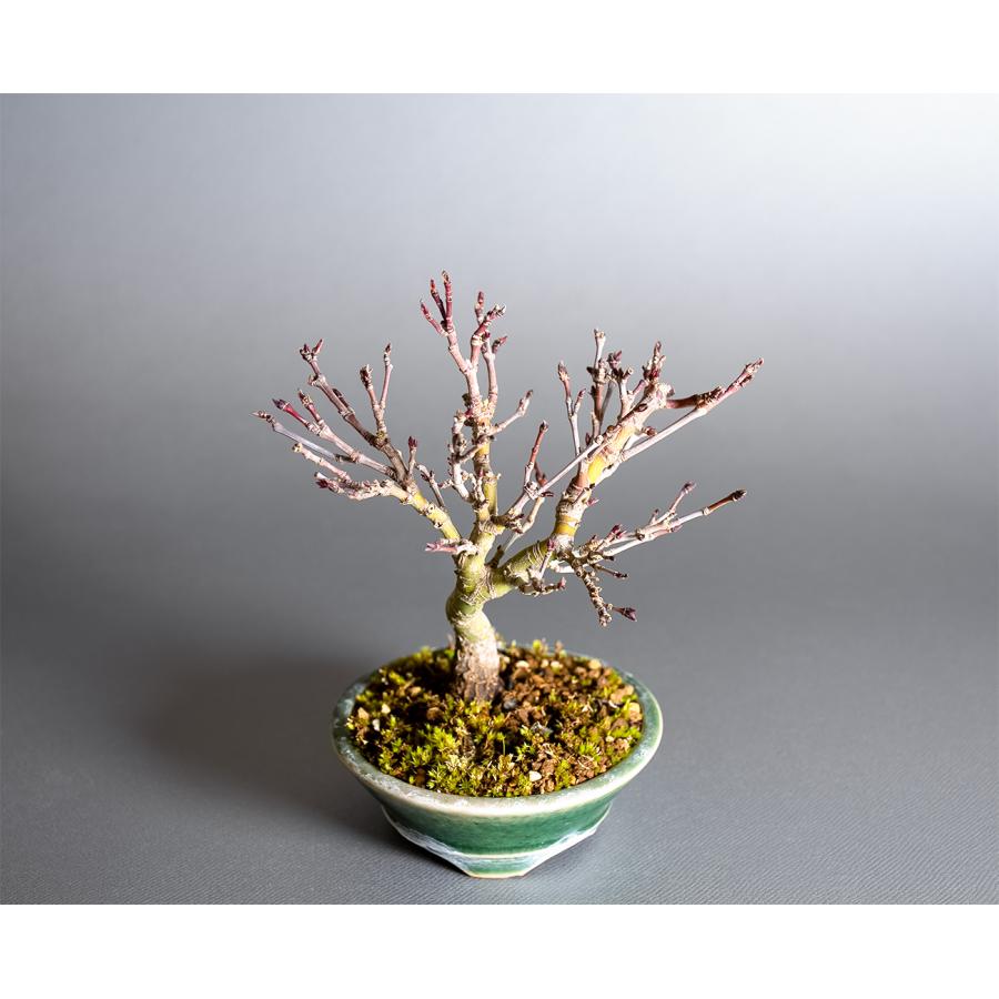 盆栽　カガヤキモミジ盆栽　紅葉（輝紅葉 ミニ盆栽）小品盆栽　4389 |  | 04