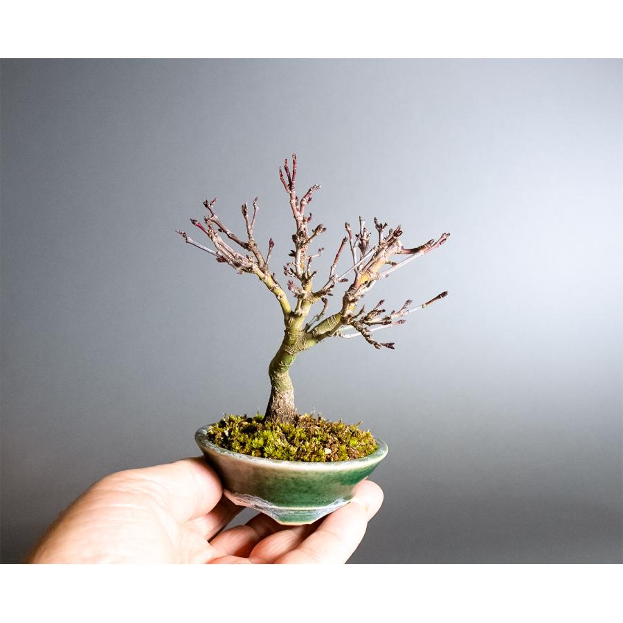 盆栽　カガヤキモミジ盆栽　紅葉（輝紅葉 ミニ盆栽）小品盆栽　4389 |  | 05