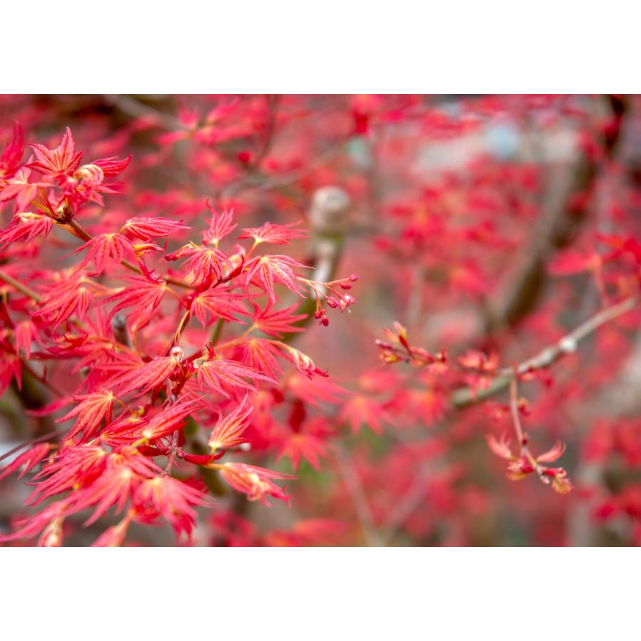 盆栽　カガヤキモミジ盆栽　紅葉（輝紅葉 ミニ盆栽）小品盆栽　4389 |  | 06