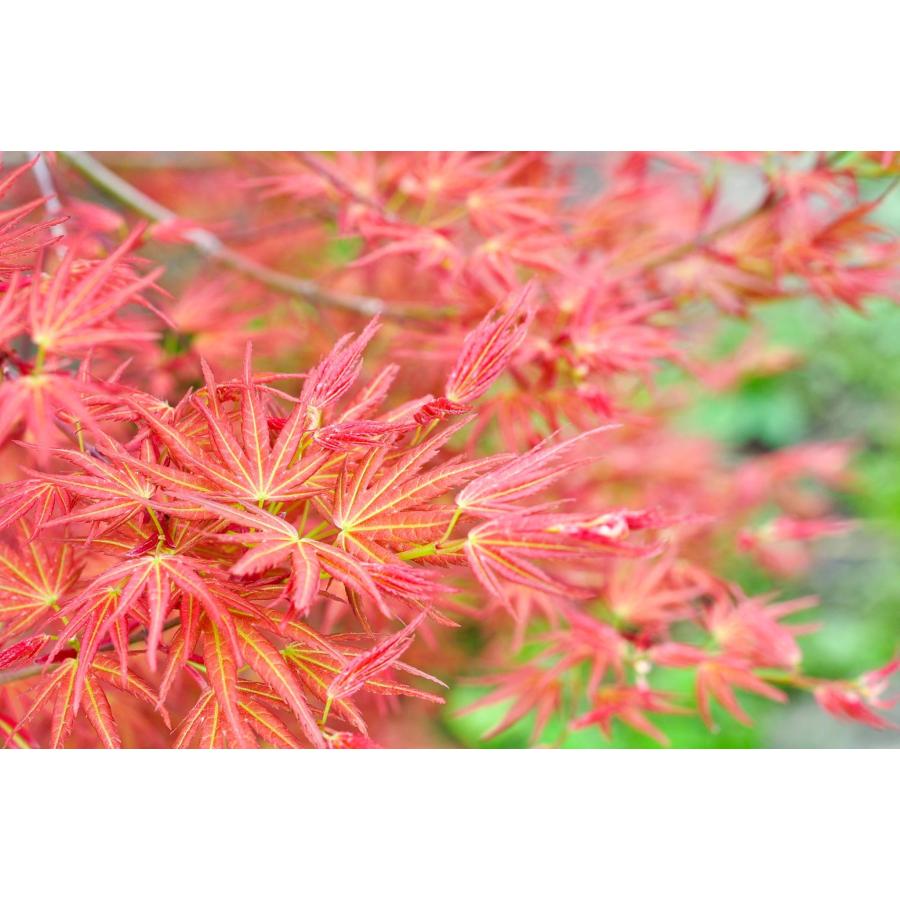 盆栽　カガヤキモミジ盆栽　紅葉（輝紅葉 ミニ盆栽）小品盆栽　4389 |  | 07