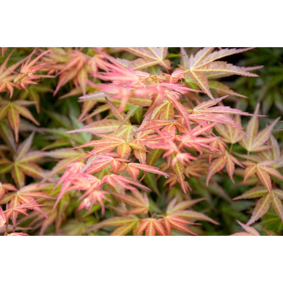 盆栽　カガヤキモミジ盆栽　紅葉（輝紅葉 ミニ盆栽）小品盆栽　4389 |  | 08