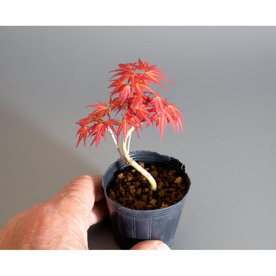 盆栽　カガヤキモミジ盆栽　紅葉（輝紅葉 ミニ盆栽）小品盆栽　4389 |  | 09