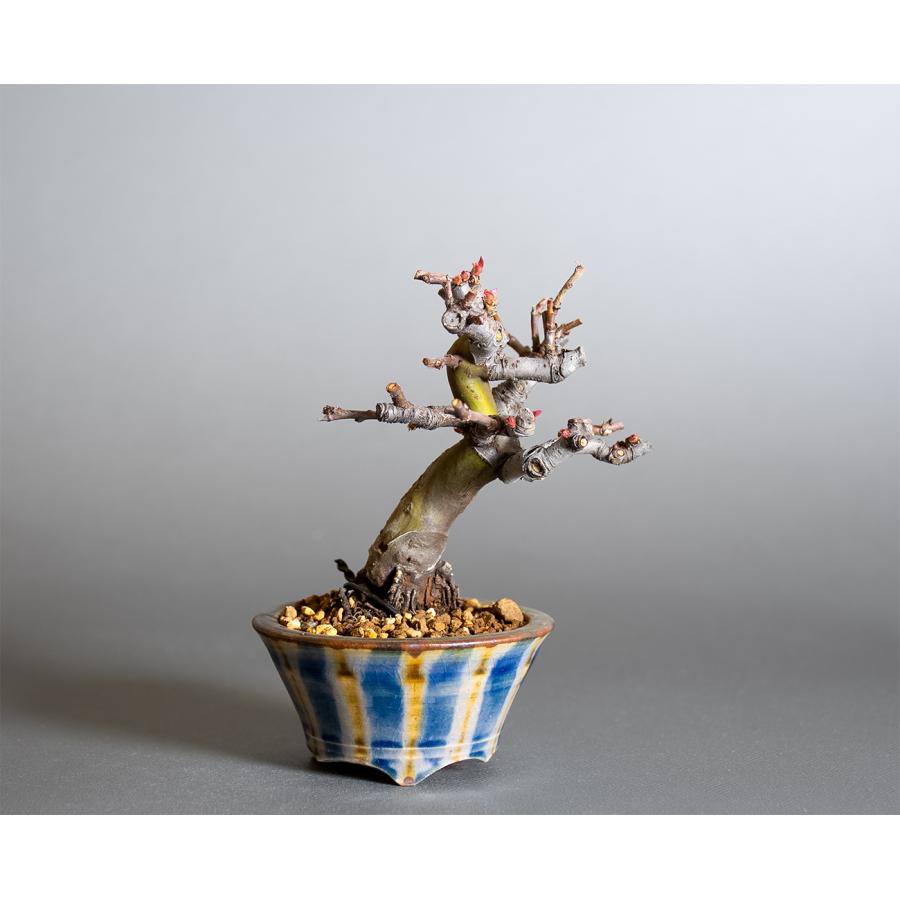 ミニ盆栽　カリン盆栽　花梨（かりん・小さな盆栽 花梨）小盆栽　4390 | 