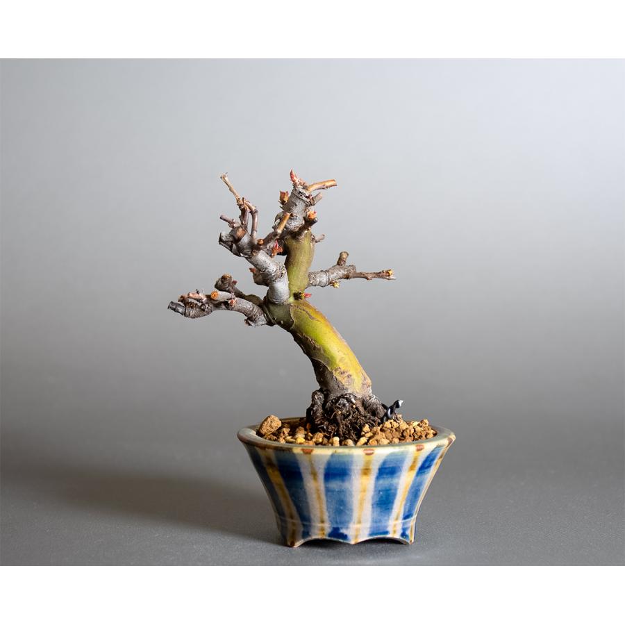 ミニ盆栽　カリン盆栽　花梨（かりん・小さな盆栽 花梨）小盆栽　4390 |  | 01