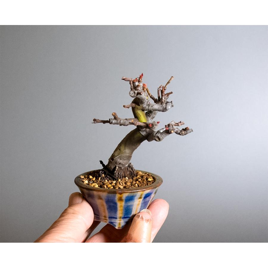 ミニ盆栽　カリン盆栽　花梨（かりん・小さな盆栽 花梨）小盆栽　4390 |  | 05