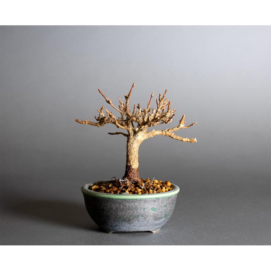 ミニ盆栽　トウカエデ盆栽（唐楓・とうかえで 楓 豆盆栽）小さな盆栽　4393 |  | 01
