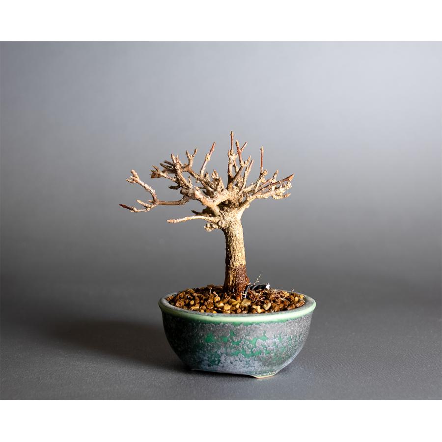 ミニ盆栽　トウカエデ盆栽（唐楓・とうかえで 楓 豆盆栽）小さな盆栽　4393 |  | 02