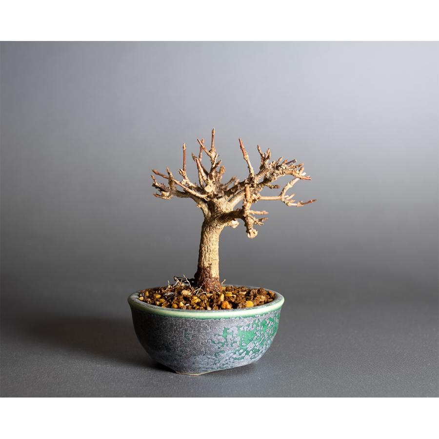 ミニ盆栽　トウカエデ盆栽（唐楓・とうかえで 楓 豆盆栽）小さな盆栽　4393 |  | 03