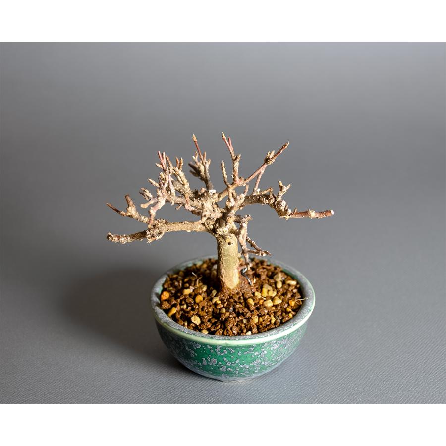 ミニ盆栽　トウカエデ盆栽（唐楓・とうかえで 楓 豆盆栽）小さな盆栽　4393 |  | 04