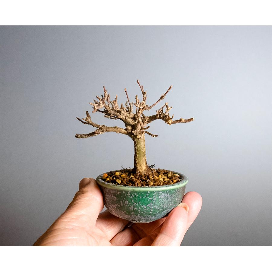 ミニ盆栽　トウカエデ盆栽（唐楓・とうかえで 楓 豆盆栽）小さな盆栽　4393 |  | 05