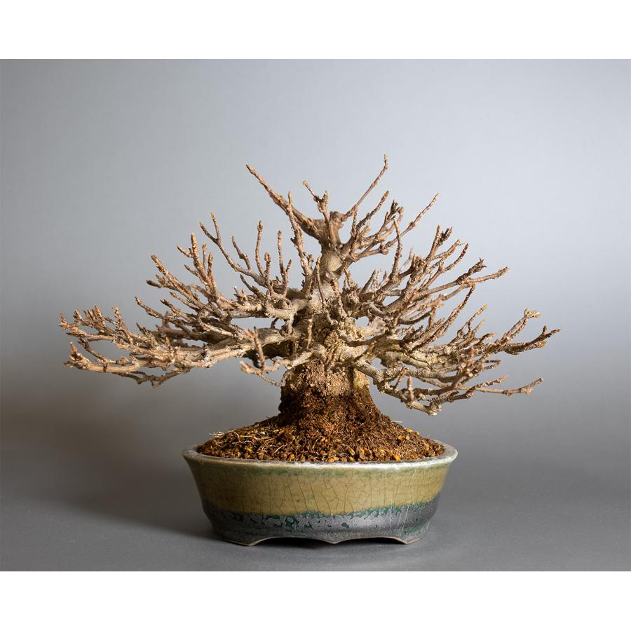 盆栽　トウカエデ盆栽（とうかえで・唐楓 ミニ盆栽）小品盆栽　4398 |  | 01