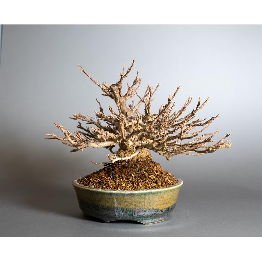 盆栽　トウカエデ盆栽（とうかえで・唐楓 ミニ盆栽）小品盆栽　4398 |  | 02