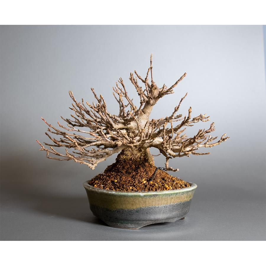 盆栽　トウカエデ盆栽（とうかえで・唐楓 ミニ盆栽）小品盆栽　4398 |  | 03