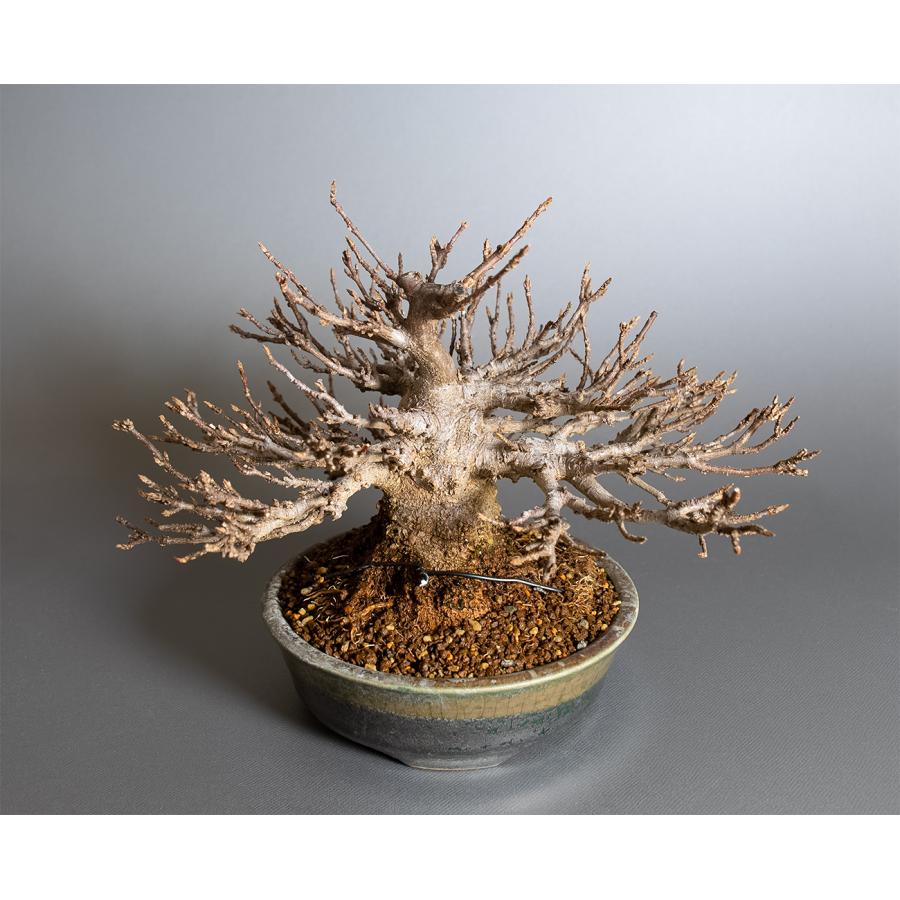 盆栽　トウカエデ盆栽（とうかえで・唐楓 ミニ盆栽）小品盆栽　4398 |  | 04