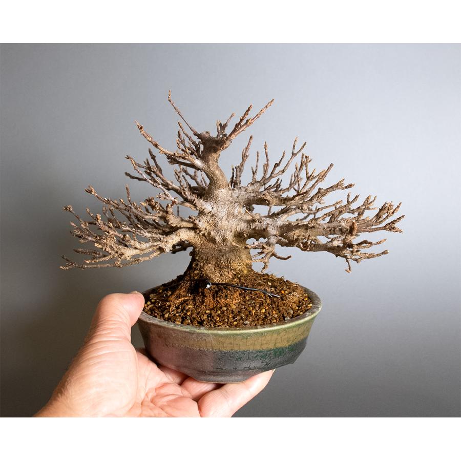 盆栽　トウカエデ盆栽（とうかえで・唐楓 ミニ盆栽）小品盆栽　4398 |  | 05