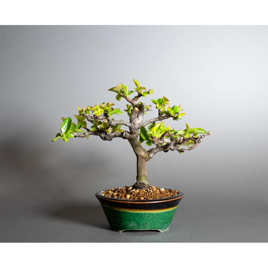 盆栽 カリン盆栽 花梨（かりん・ミニ盆栽 花梨）小品盆栽 小さな盆栽