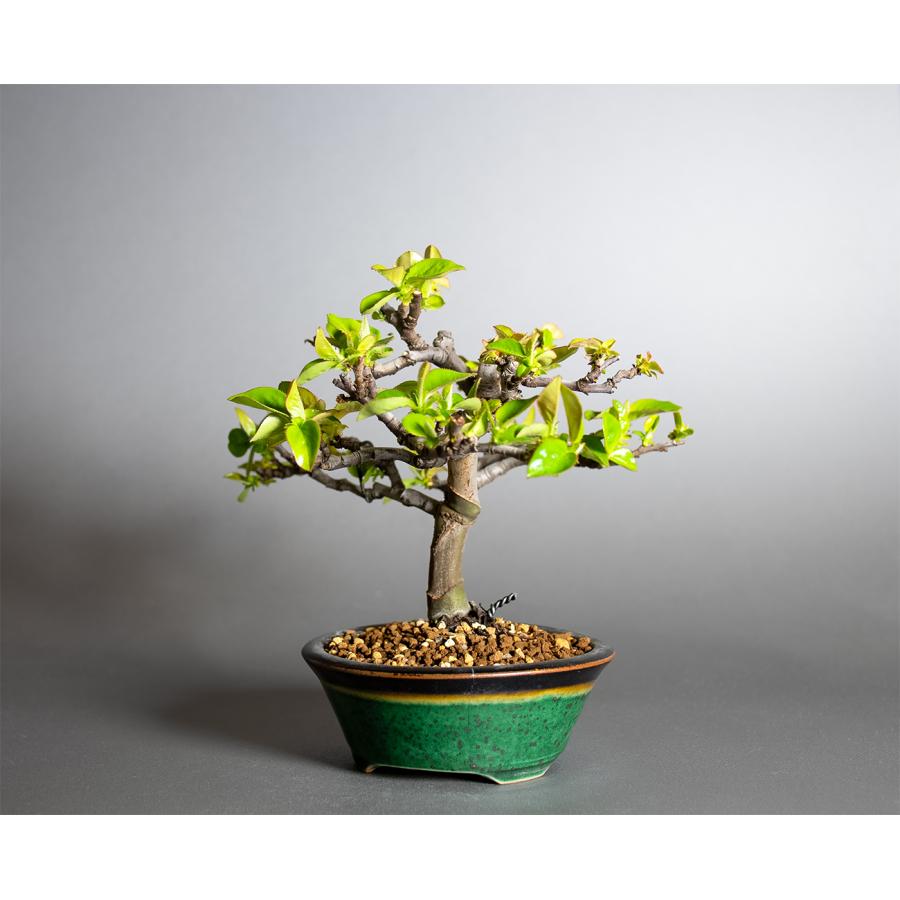 盆栽 カリン盆栽 花梨（かりん・ミニ盆栽 花梨）小品盆栽 小さな盆栽