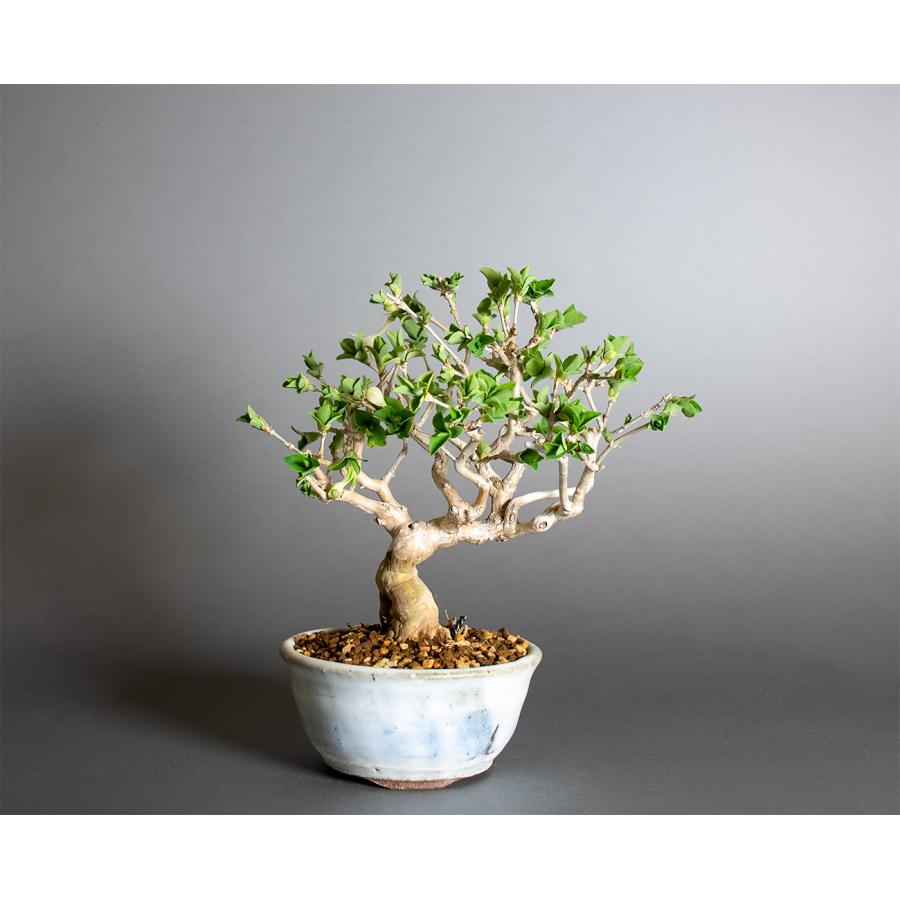 盆栽　白花ウグイスカグラ盆栽（うぐいすかぐら・鶯神楽 ミニ盆栽）小品盆栽　4407 | 