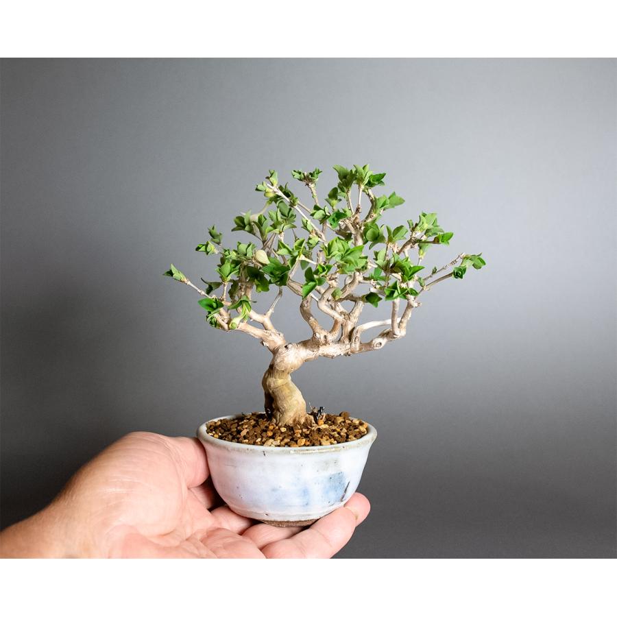 盆栽　白花ウグイスカグラ盆栽（うぐいすかぐら・鶯神楽 ミニ盆栽）小品盆栽　4407 |  | 06