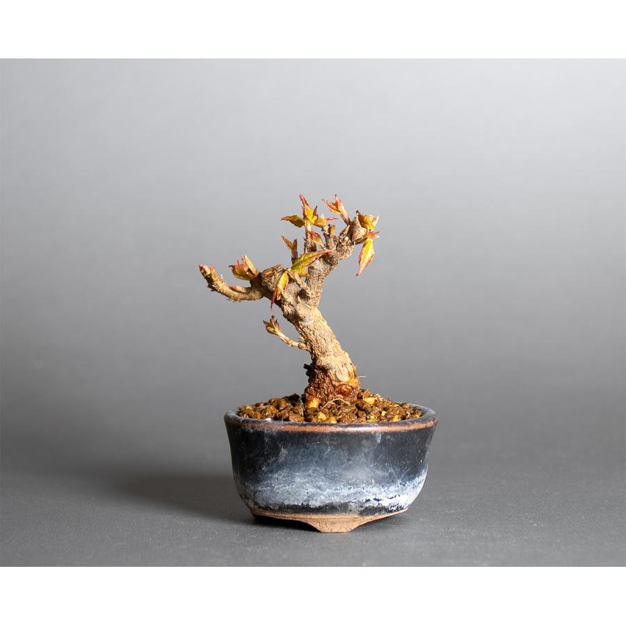 豆盆栽　トウカエデ盆栽（唐楓・とうかえで 楓 ミニ盆栽）小さな盆栽　4409 | 