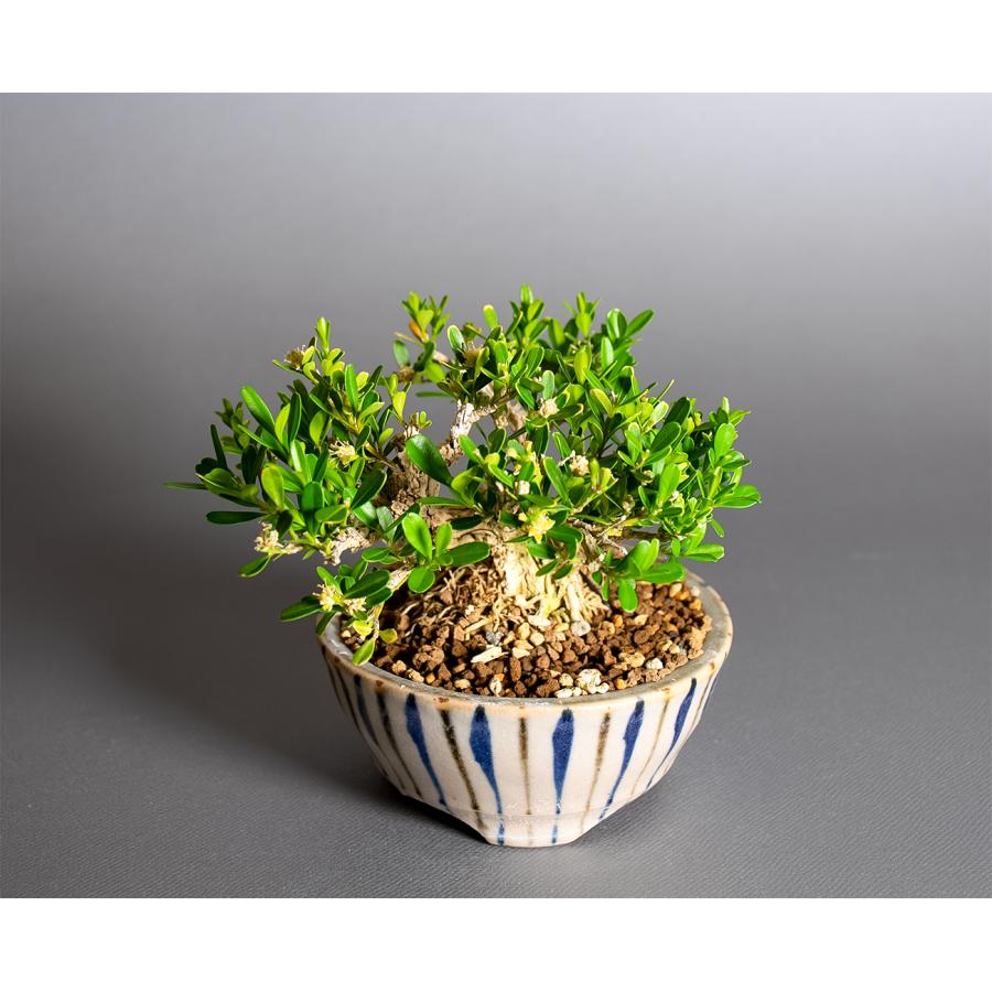豆盆栽　タイワンツゲ盆栽（台湾黄楊・たいわんつげ 台湾黄楊 ミニ盆栽）小さな盆栽　4414 |  | 04