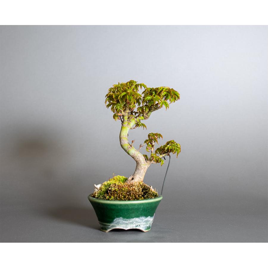 盆栽　シシガシラモミジ盆栽　獅子頭紅葉（ししがしら・ミニ盆栽 獅子頭紅葉）小品盆栽　小さな盆栽　4416 |  | 01