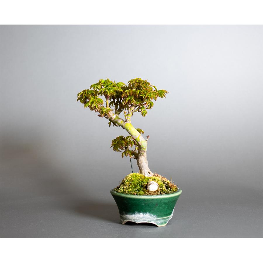 盆栽　シシガシラモミジ盆栽　獅子頭紅葉（ししがしら・ミニ盆栽 獅子頭紅葉）小品盆栽　小さな盆栽　4416 |  | 02