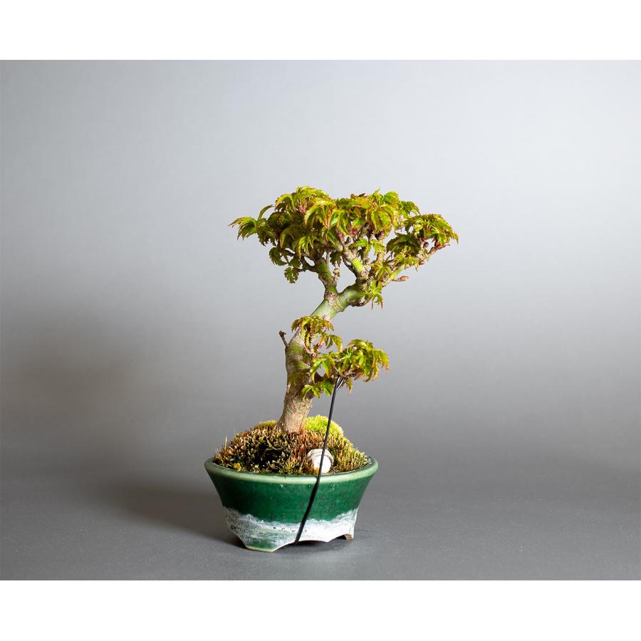 盆栽　シシガシラモミジ盆栽　獅子頭紅葉（ししがしら・ミニ盆栽 獅子頭紅葉）小品盆栽　小さな盆栽　4416 |  | 03