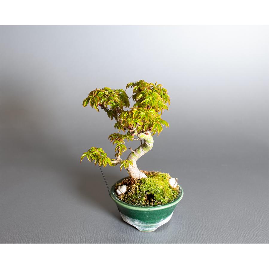 盆栽　シシガシラモミジ盆栽　獅子頭紅葉（ししがしら・ミニ盆栽 獅子頭紅葉）小品盆栽　小さな盆栽　4416 |  | 04