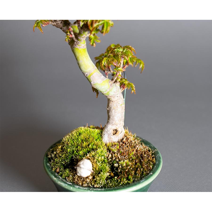 盆栽　シシガシラモミジ盆栽　獅子頭紅葉（ししがしら・ミニ盆栽 獅子頭紅葉）小品盆栽　小さな盆栽　4416 |  | 05