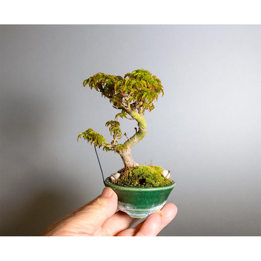 盆栽　シシガシラモミジ盆栽　獅子頭紅葉（ししがしら・ミニ盆栽 獅子頭紅葉）小品盆栽　小さな盆栽　4416 |  | 06