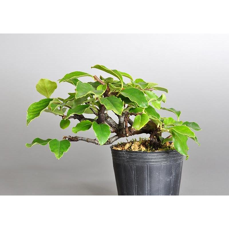盆栽用苗 盆栽素材 カリン盆栽 ミニ盆栽素材 かりん 盆栽 花梨 7114 7114 E 盆栽 ヤフー店 通販 Yahoo ショッピング