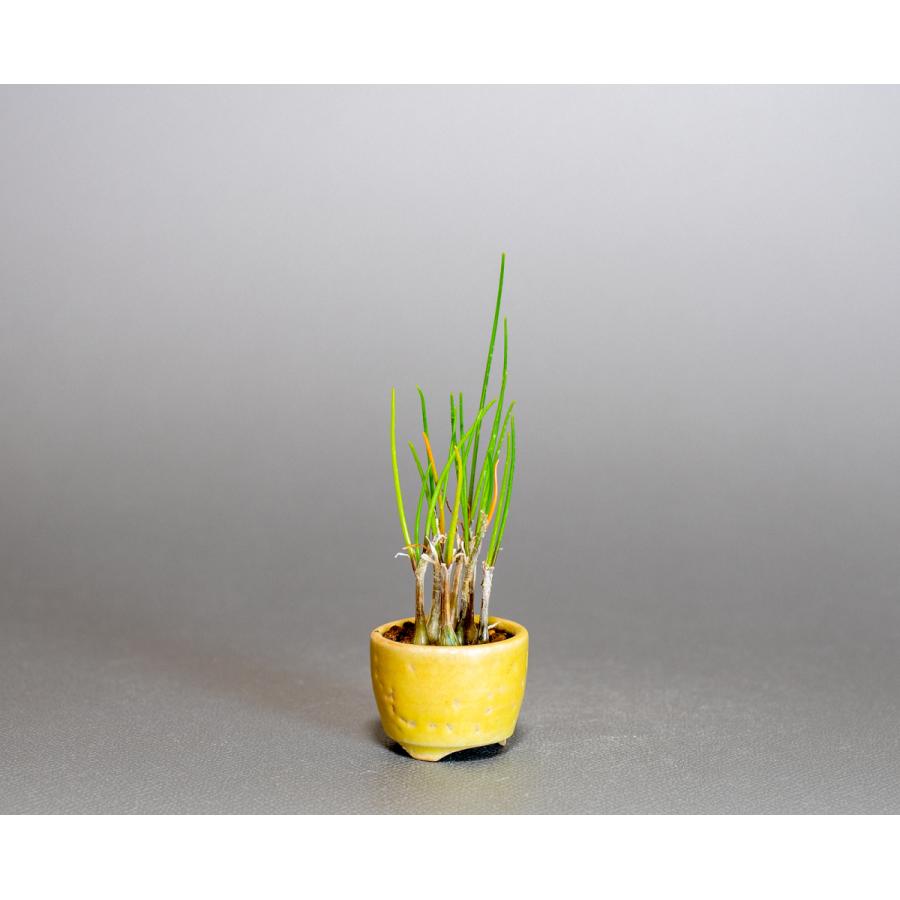 草もの盆栽 ヤマラッキョウ草盆栽 山辣韮（やまらっきょう・草盆栽 山