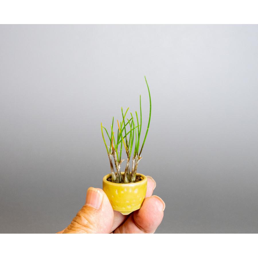 草もの盆栽 ヤマラッキョウ草盆栽 山辣韮（やまらっきょう・草盆栽 山