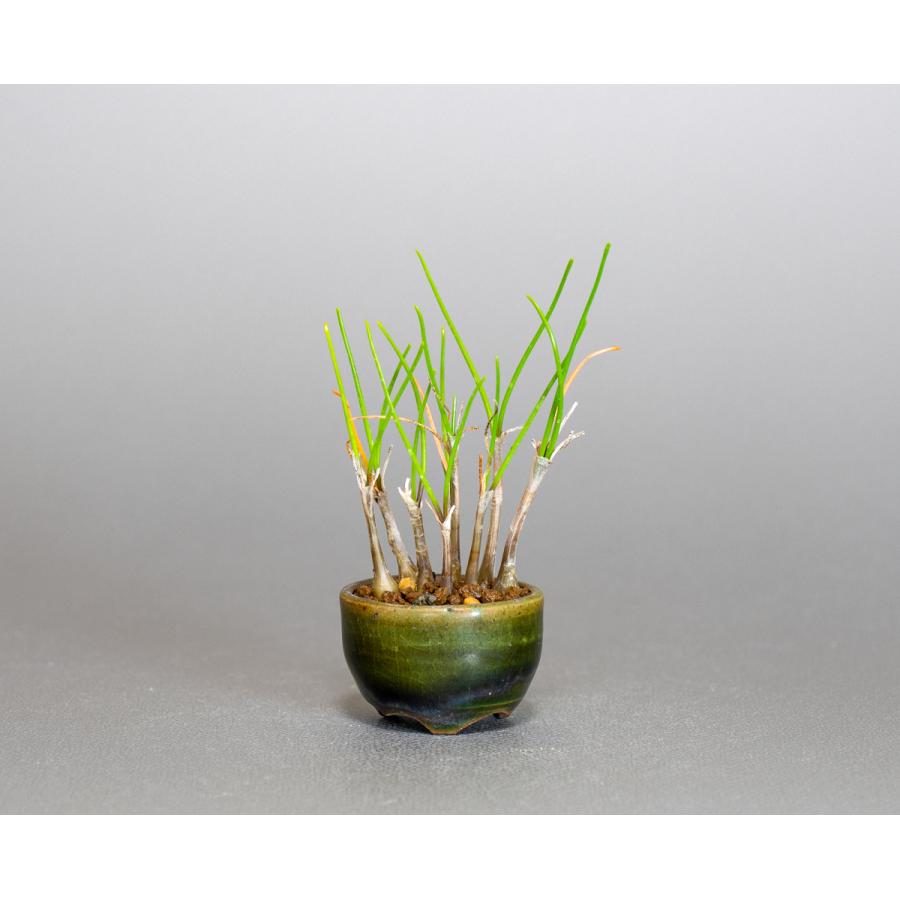 草もの盆栽 ヤマラッキョウ草盆栽 山辣韮（やまらっきょう・草盆栽 山