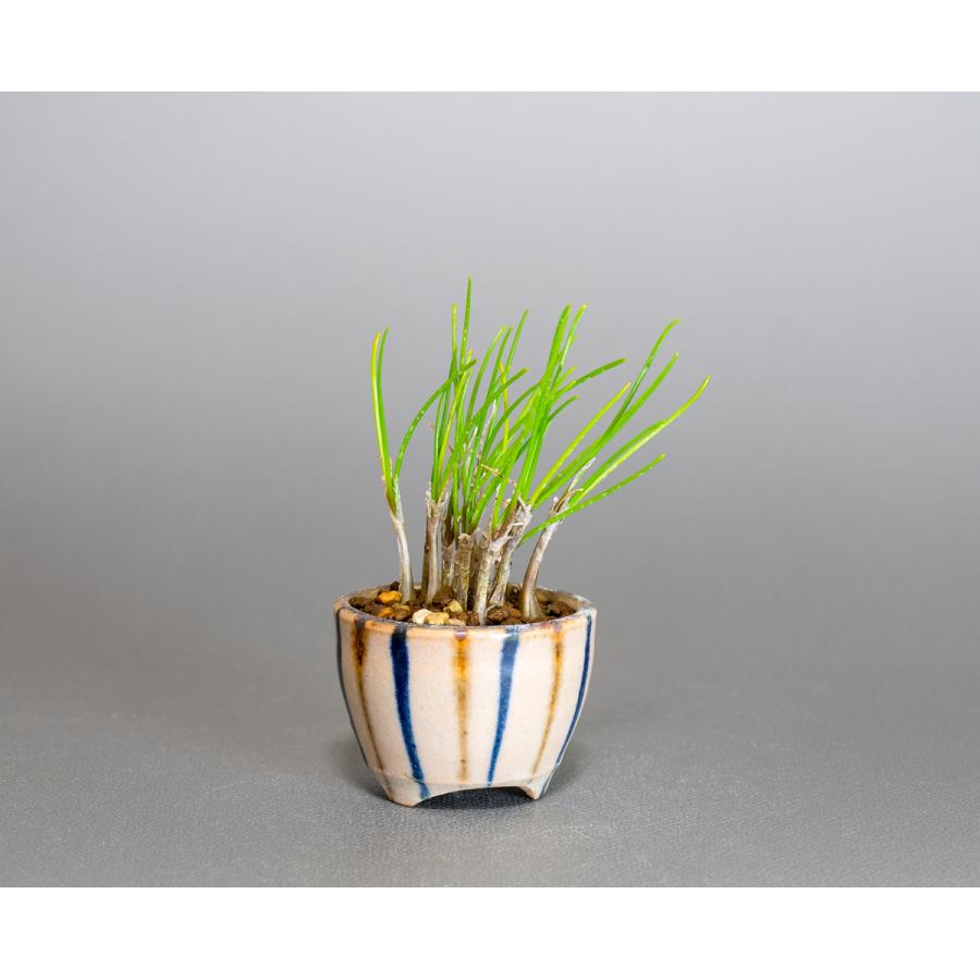 草もの盆栽 ヤマラッキョウ草盆栽 山辣韮（やまらっきょう・草盆栽 山