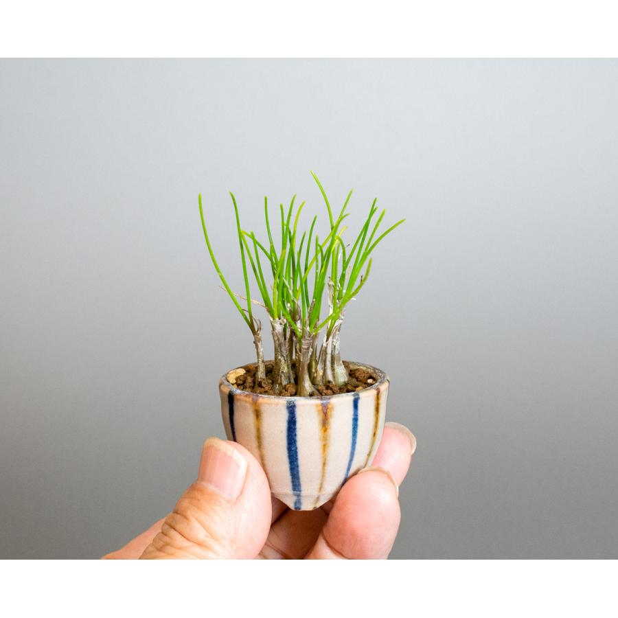 草もの盆栽 ヤマラッキョウ草盆栽 山辣韮（やまらっきょう・草盆栽 山