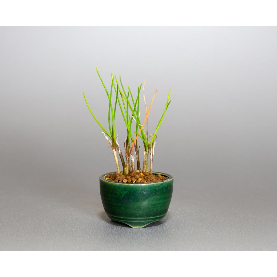 激レア/超希少品種【日本原産のヤマラッキョウの苗木/鉢植え】山