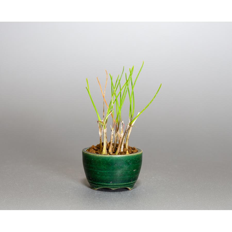 激レア/超希少品種【日本原産のヤマラッキョウの苗木/鉢植え】山辣韮＊珍しい山野草 激レア/超希少品種【日本原産のヤマラッキョウの苗木/鉢植え】山