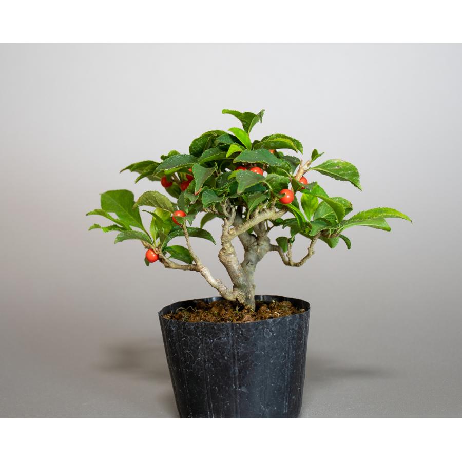 殿堂 盆栽用苗 盆栽素材 ウメモドキ盆栽 ミニ盆栽素材 うめもどき 盆栽 梅擬 M0029 Wantannas Go Id