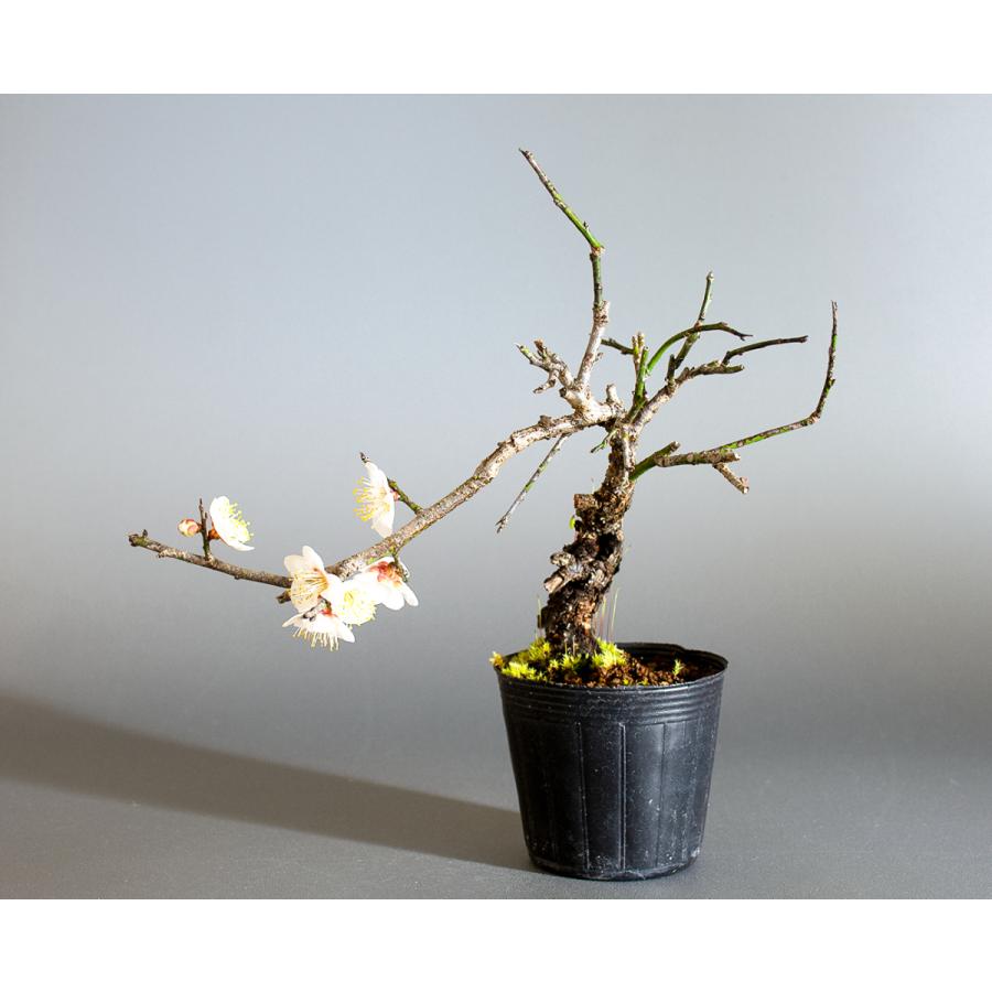 盆栽用苗 盆栽素材 コウシュウヤバイ盆栽 ミニ盆栽素材 こうしゅうやばい 盆栽 甲州野梅 M0068 M0068 E 盆栽 ヤフー店 通販 Yahoo ショッピング
