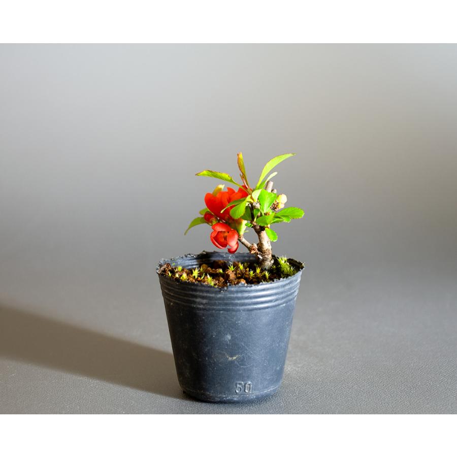 盆栽用苗 盆栽素材 クサボケ盆栽 豆盆栽素材 くさぼけ 盆栽 草木瓜 M0071 M0071 E 盆栽 ヤフー店 通販 Yahoo ショッピング