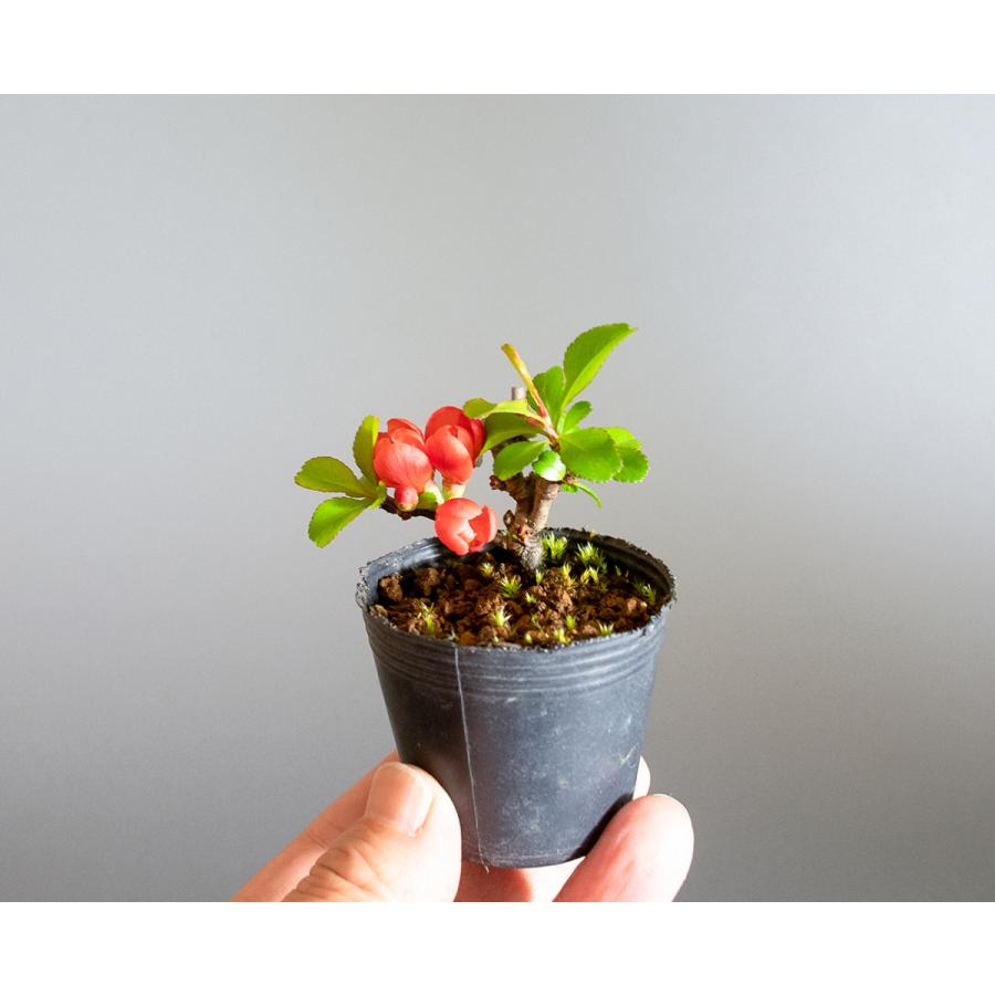 盆栽用苗 盆栽素材 クサボケ盆栽 豆盆栽素材 くさぼけ 盆栽 草木瓜 M0071 M0071 E 盆栽 ヤフー店 通販 Yahoo ショッピング