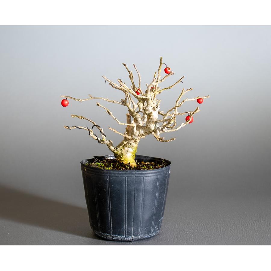 気品ある姿〈梅の盆栽〉 盆栽用苗 盆栽素材 ウメモドキ盆栽 ミニ盆栽素材（うめもどき・盆栽 梅