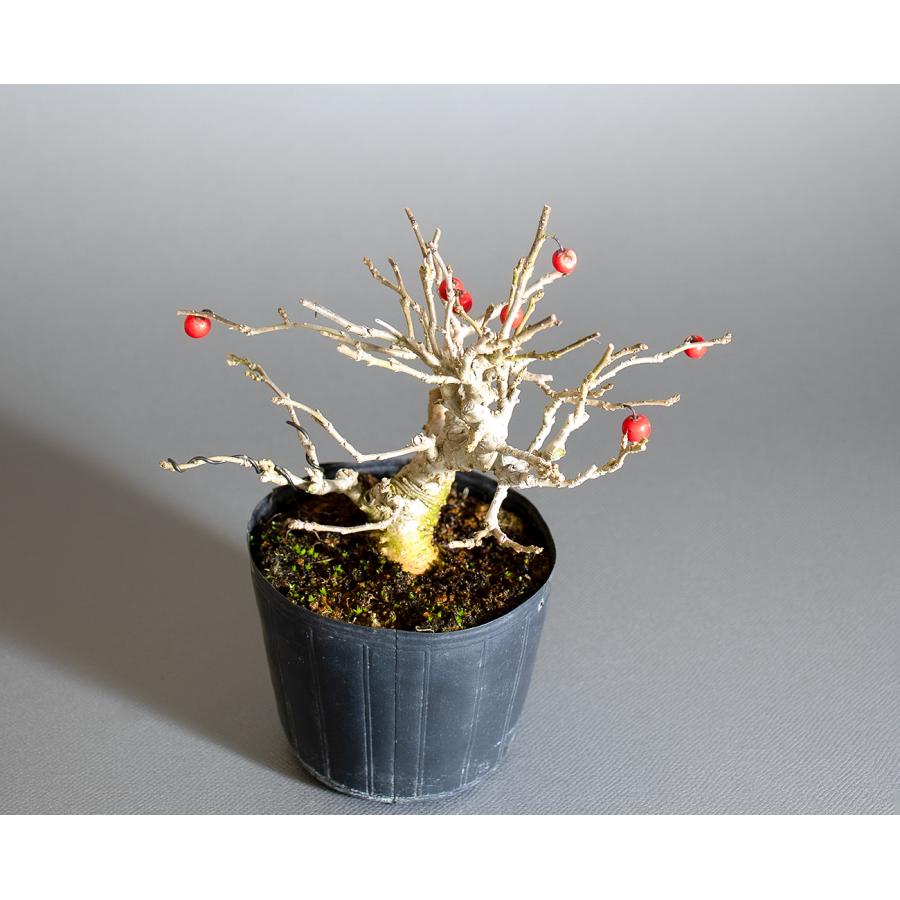 盆栽用苗 盆栽素材 ウメモドキ盆栽 ミニ盆栽素材（うめもどき・盆栽 梅